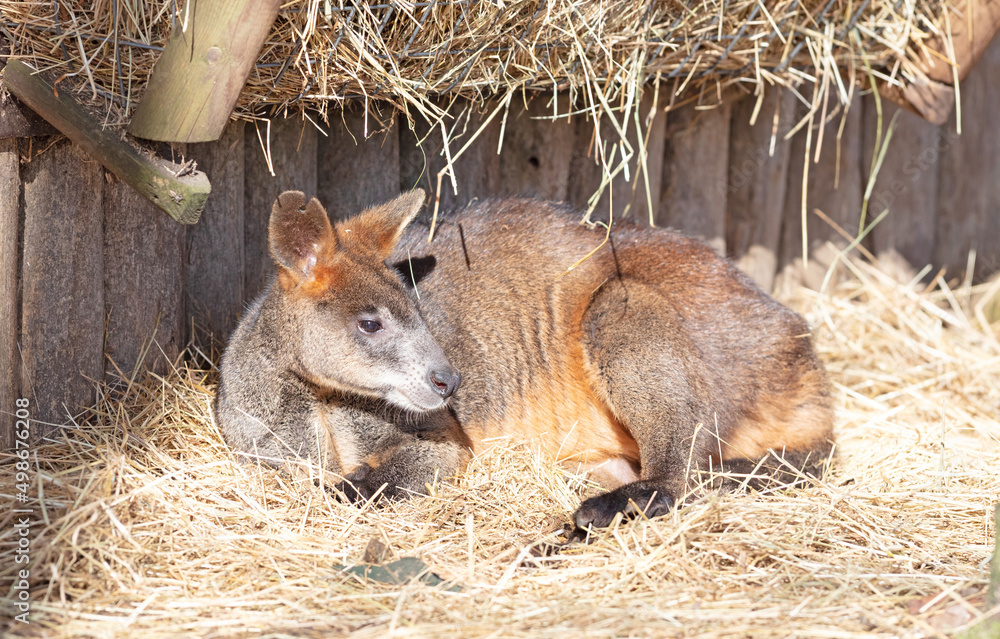 Fototapeta premium Wallaby resting and enjoying the sun