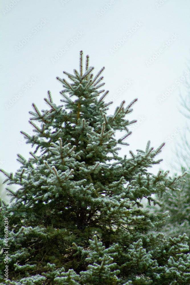 Winter pine tree