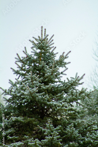 Winter pine tree © Brent