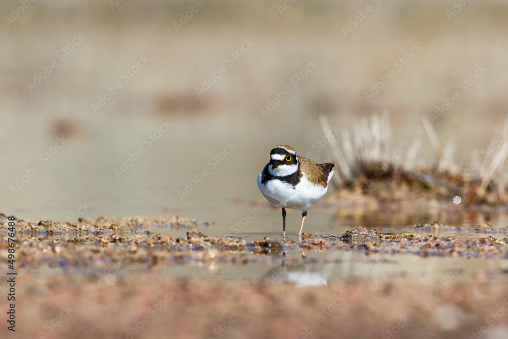 Obraz premium Plover bird at a beach in the summer