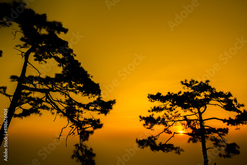 Warm light photo shot of pine tree on sunrise morning at Phu Kradueng National Park  Thailand.