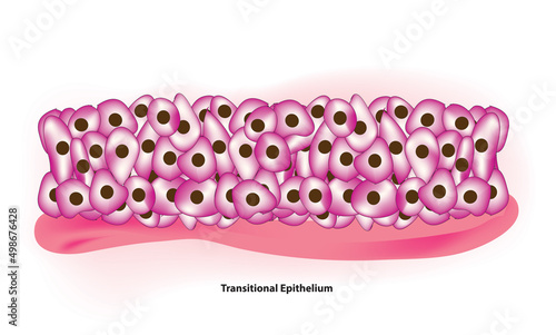 transitional epithelium tissue
