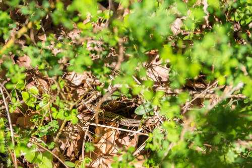 Lizard crawling among leaves on the ground