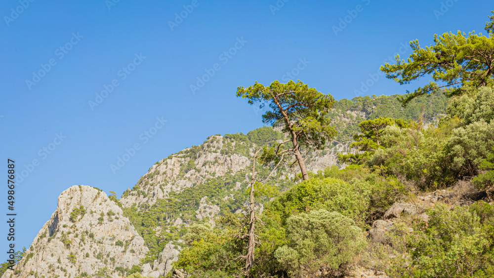 Pine tree growing on a cliff in Green Canyon in Turkey Pine tree growing on a cliff in Green Canyon in Turkey