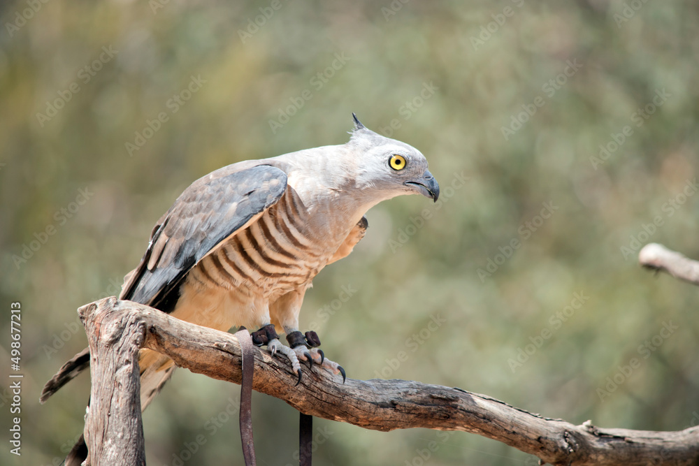 The Pacific Baza is a medium-sized, long-tailed hawk with a prominent crest. It is slim-bodied, with a narrow head and neck.
