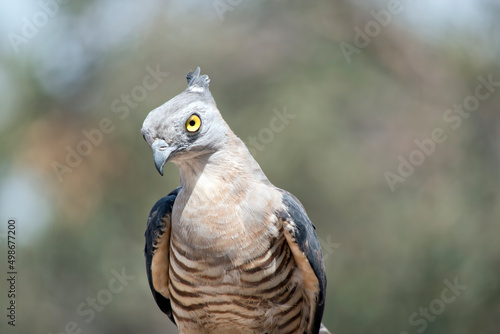 The Pacific Baza is a medium-sized, long-tailed hawk with a prominent crest. It is slim-bodied, with a narrow head and neck. The wings are paddle-shaped,