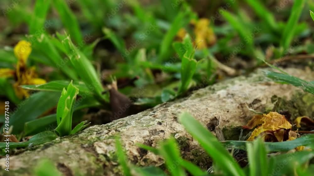 Close-up photo ofwalking ants, foraging for food on tree trunks in the forest Close-up photo ofwalking ants, foraging for food on tree trunks in the forest