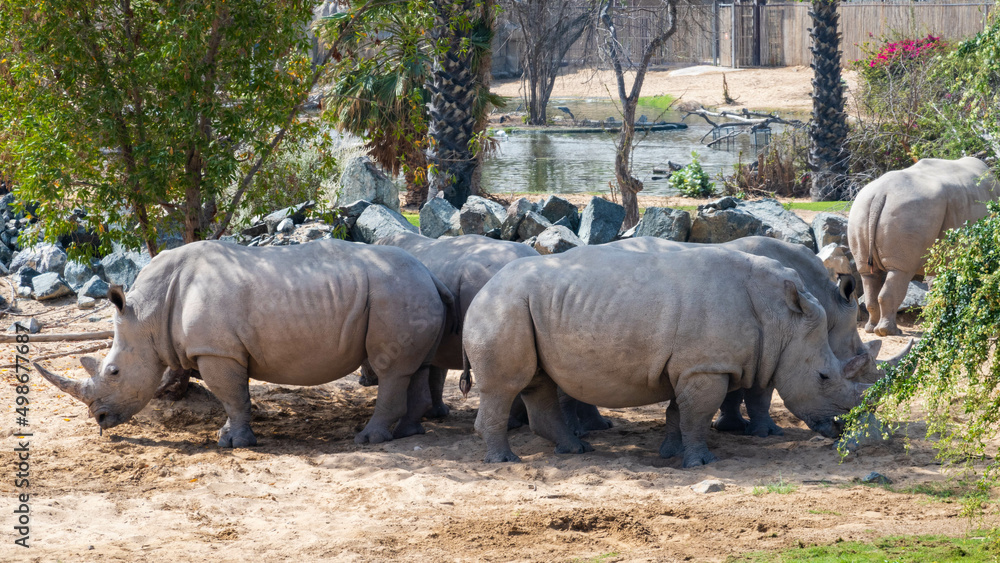 Naklejka premium rhino in the zoo