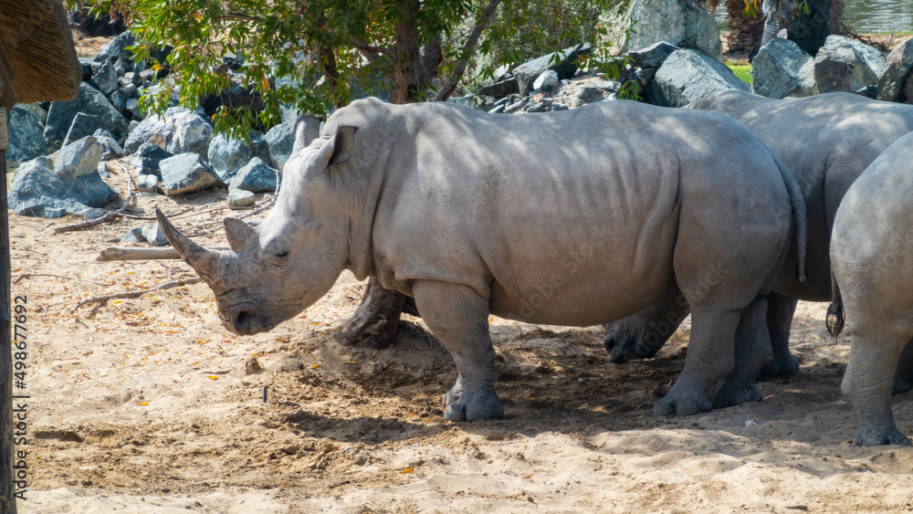 Fototapeta premium rhino in the wild