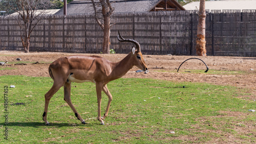 Fototapeta Naklejka Na Ścianę i Meble -  deer in the zoo