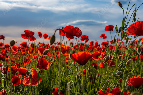 Poppies for remembrance day, anzac day. Red Poppy flowers for remembrance day.