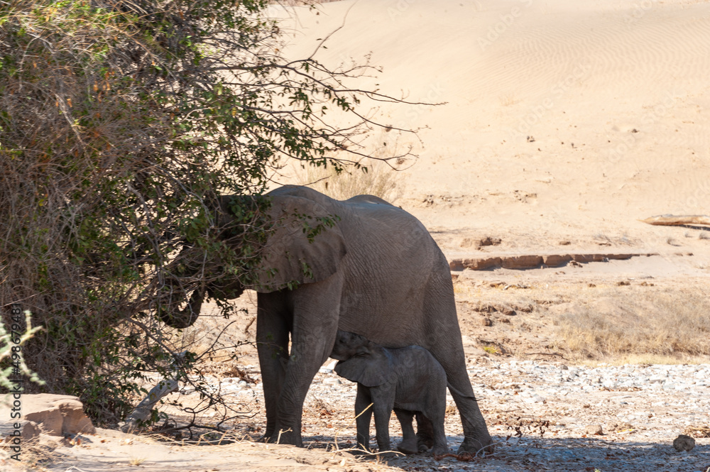 Obraz premium Closeup of a mother desert elephant feeding her calf in northern Namibia