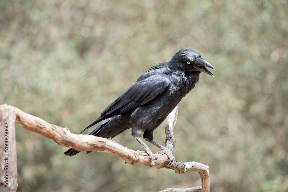 Fototapeta premium the black raven is perched on a tree branch