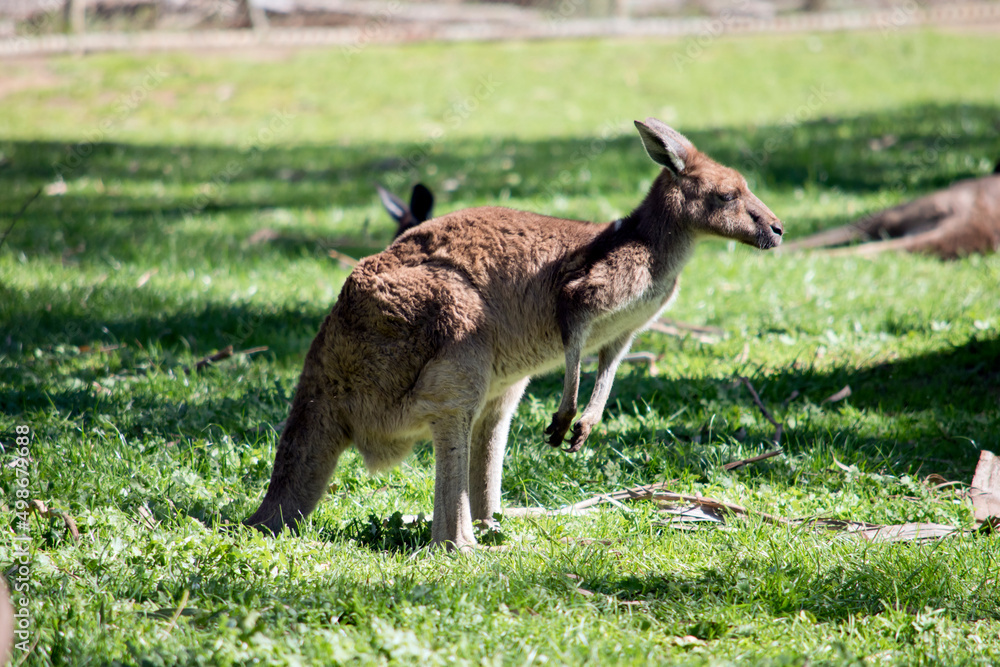 Fototapeta premium this is a side view of a western grey kangaroo