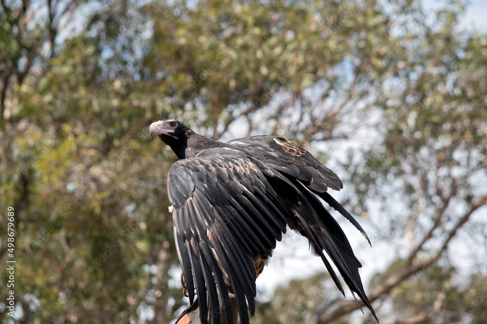 Fototapeta premium the wedge tail eagle is flapping its wings