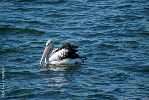 this is a side view of an Australian pelican © susan flashman