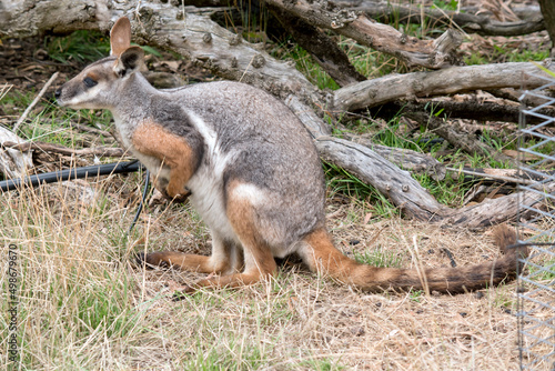 this is a side view of a  yellow footed rock wallaby
