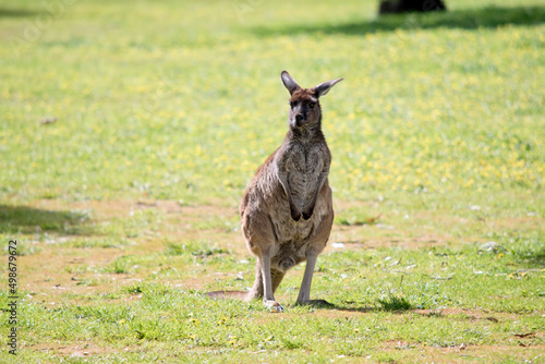 the western grey kangaroo is standing in a grassy field