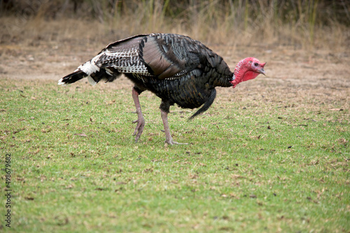 the wild American turkey has a red head and nech black body with white stripes on its tail photo