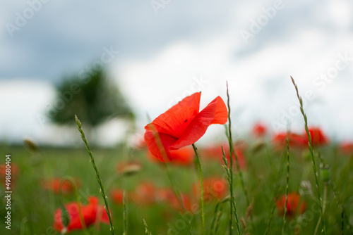 Red poppies in a green field with a tree and a stormy summer sky