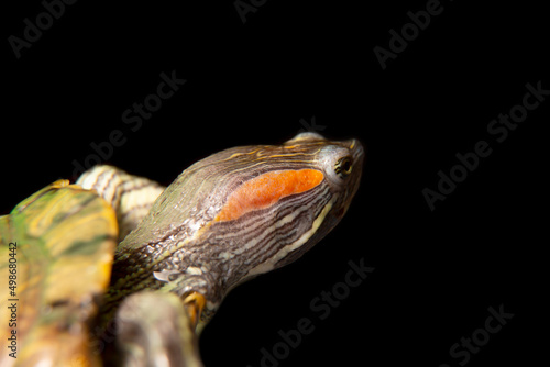 Domestic turtle close-up on a black background. 