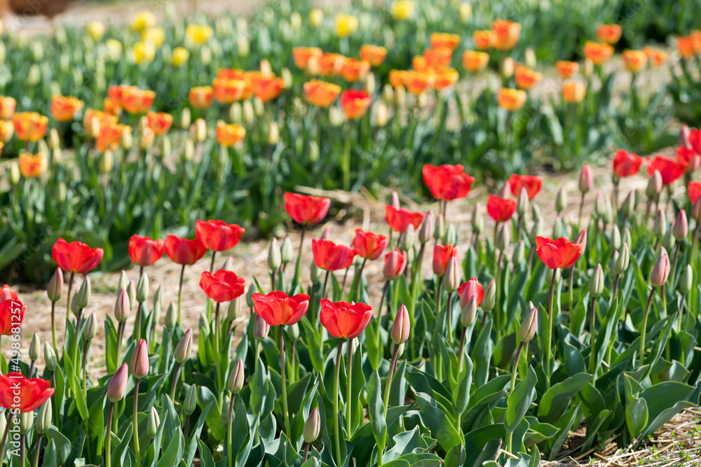 Multicolored tulips growing in garden Multicolored tulips growing in garden
