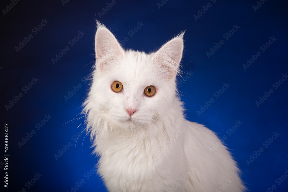 Maincoon Cat Ferdinand