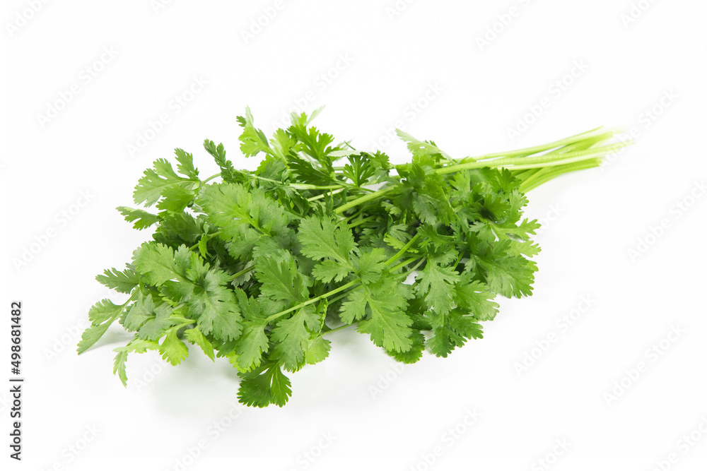 coriander isolated on white background coriander isolated on white background