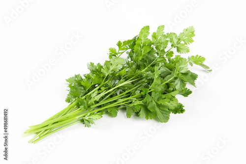coriander or Chinese parsley isolated on white background