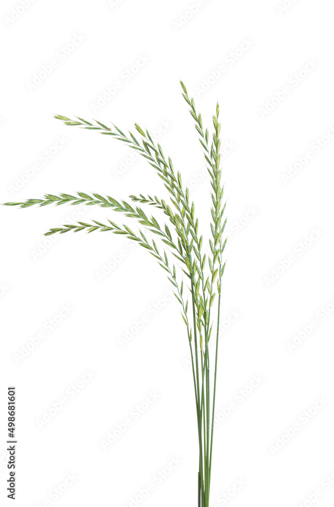 meadow grass isolated meadow grass isolated