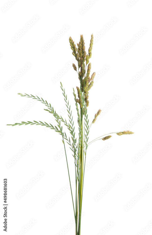 Naklejka premium meadow grass isolated