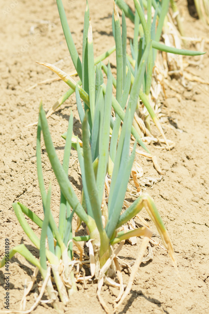 Fototapeta premium 収穫間近の長ネギ