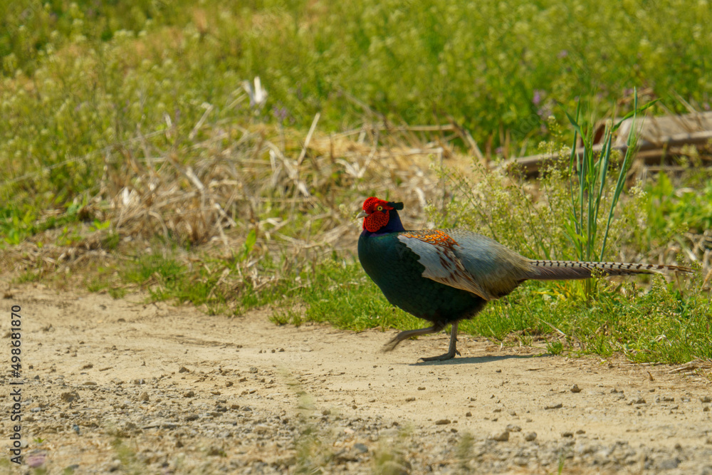 動きが素早い日本の国鳥キジ Stock Photo Adobe Stock 動きが素早い日本の国鳥キジ Stock Photo Adobe Stock