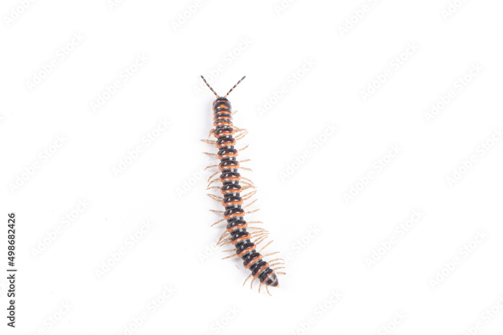 millipede isolated on white background millipede isolated on white background