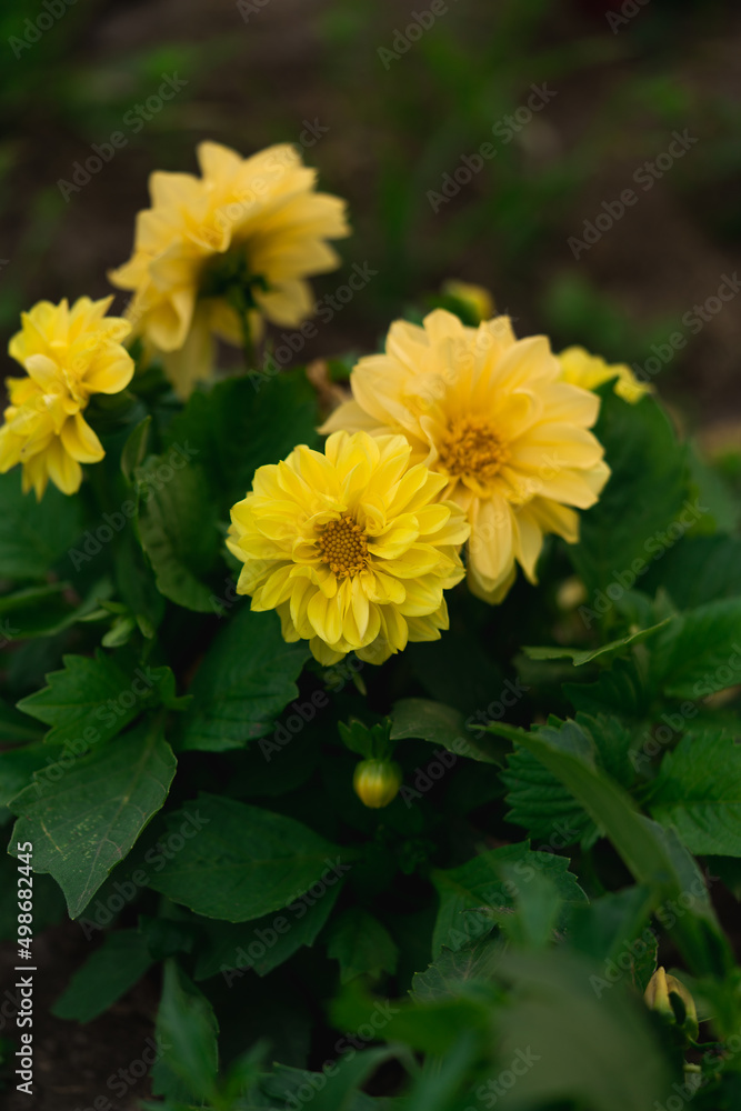 dahlia yellow flowers in the garden dahlia yellow flowers in the garden