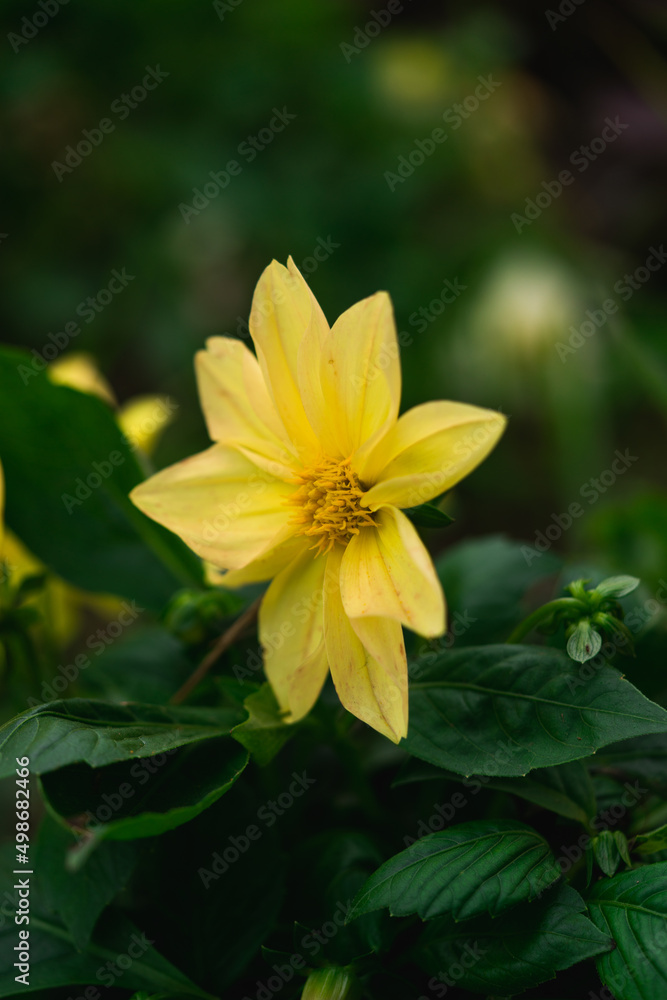 dahlia coccinea yellow flower in the garden dahlia coccinea yellow flower in the garden