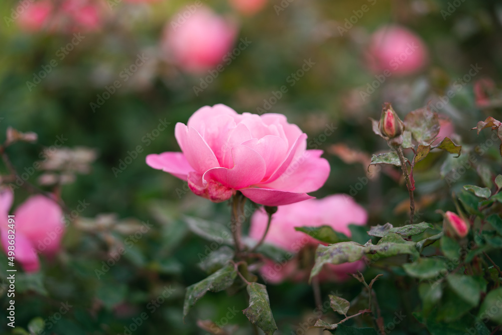 pink rose on green garden background