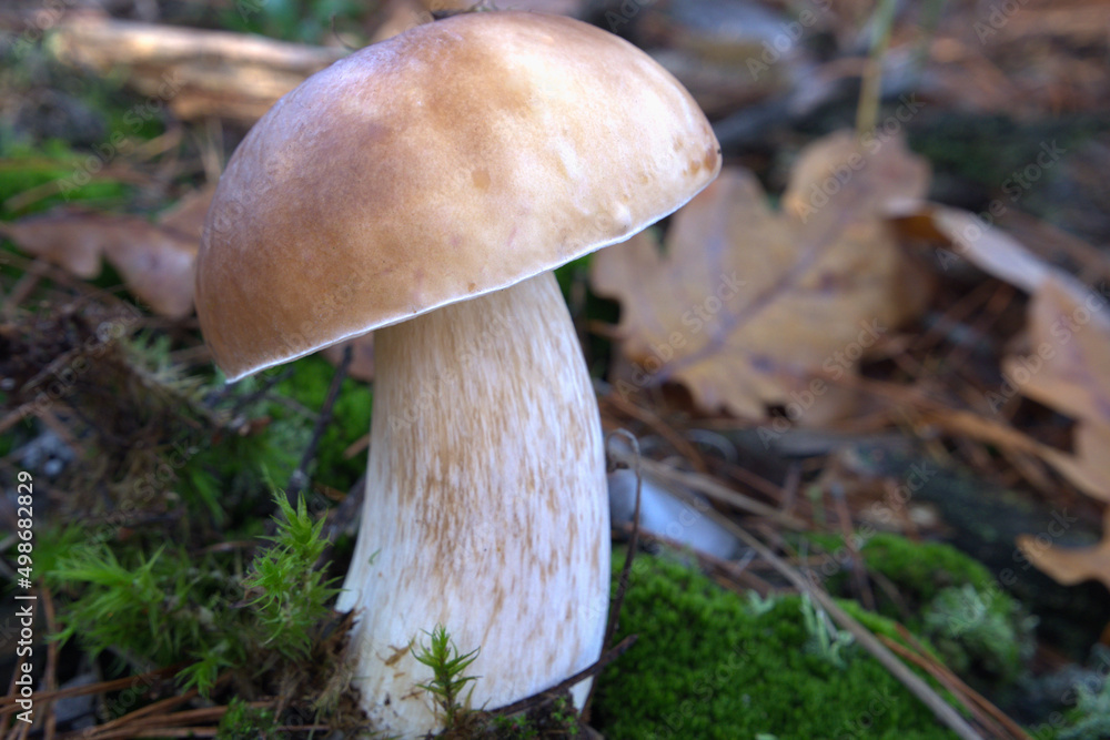 Mushroom King Boletus Pinophilus Whild Mushrooms outdoors in the forest in autumn Close-up photo. Mushroom King Boletus Pinophilus Whild Mushrooms outdoors in the forest in autumn Close-up photo.