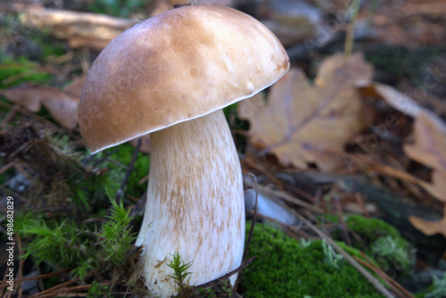 Mushroom King Boletus Pinophilus Whild Mushrooms outdoors in the forest in autumn Close-up photo.