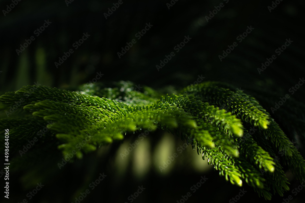 Obraz premium A branch of an evergreen plant. Beautiful natural green background. Screen saver on the screen. Wallpaper. Evergreen coniferous tree