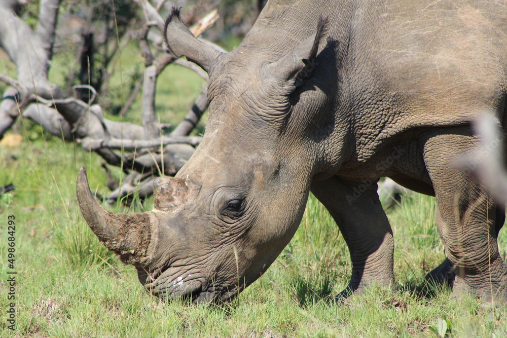 Fototapeta premium rhino in the wild