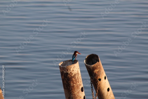 kingfisher 