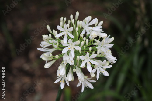 Agapanthus