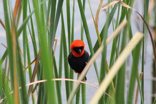 red bishop