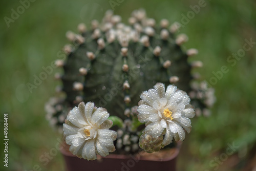 The cactus is blooming in the summer ,select focus. photo