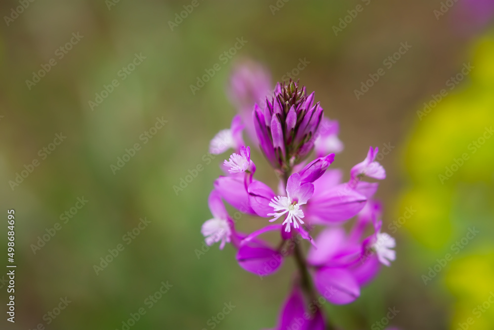 Istod ordinary lat. Polygala vulgaris close-up. Pink field flower macro. Blurry green background copy space. summer flower small depth of field. The concept of the beauty of nature, summer time