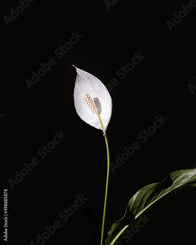 Selectively illuminated beautiful white flower on a black background. Spathiphyllum wallisii, known as spatha or peace lilies. photo