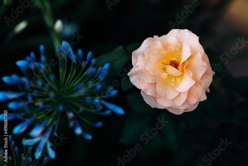 Flowers in the middle of the forest, nature of Australia.