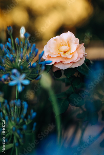 Flowers in the middle of the forest, nature of Australia.