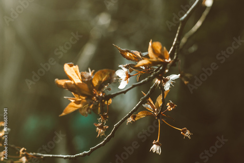 Warm Spring flower background. White tender flowers on a tree branch lightened by sunset rays. 